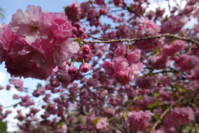 鳥取県西伯郡伯耆町小林 マウンテンストリームきしもと ヤエザクラ（八重桜）