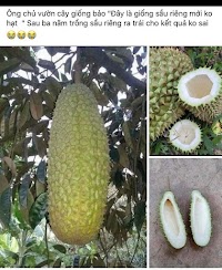 Sầu riêng...không hạt 😂