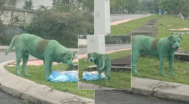 Warga Malaysia Geram, Anjing Liar Dicat Hijau