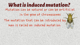what is induced mutation?