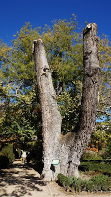 Olmo Pantalones, Jardín Botánico de Madrid