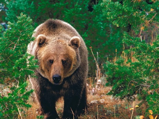 list of major species bears_www.wonders-world.com_1202