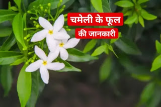 jasmine flower in hindi