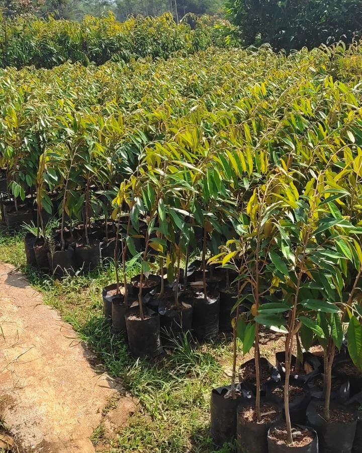 bibit pohon durian ochee stok sangat banyak Jayapura