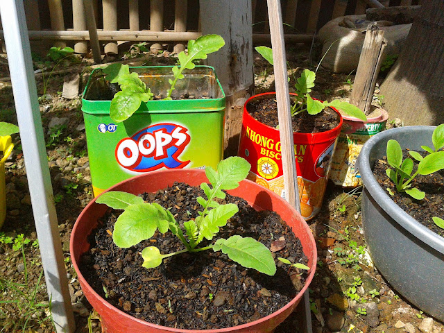 radish in container