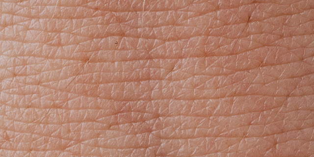 Una nueva investigación permite comprender mejor la durabilidad de la piel.