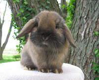 Holland Lop Show - Pulaukelinci blog