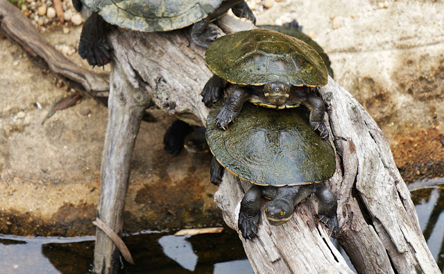 Two tortoises in a compromising position. One doesn't look happy.