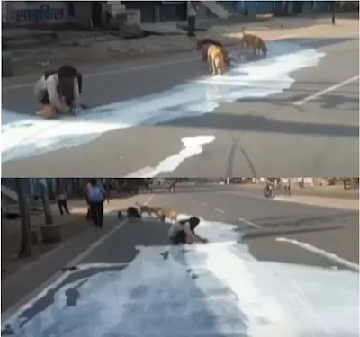 Man Collecting Milk From Road With Stray Dogs During Lockdown India News