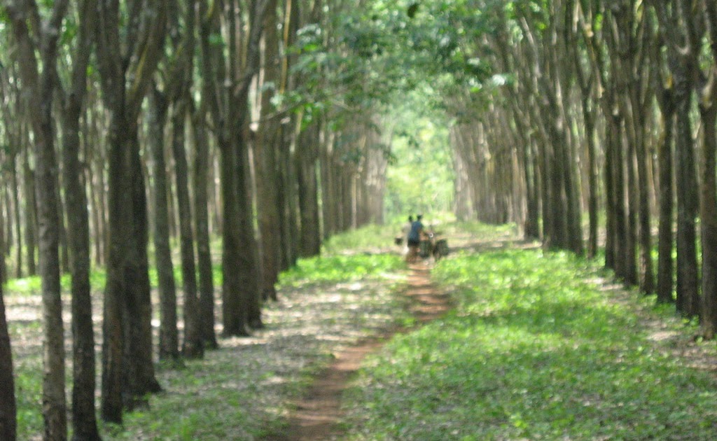 kayukuina Petani Kayu Karet Bisa Kaya Dengan Menanam 