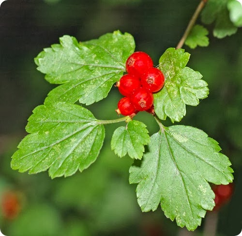 Il ribes sia rosso che nero ha delle proprietà favolose per il nostro organismo. | Green Galletti