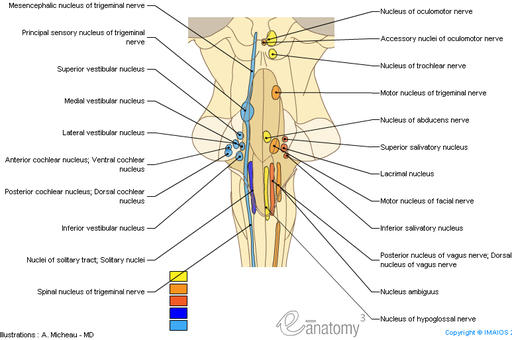 Brain Stem Anatomy4