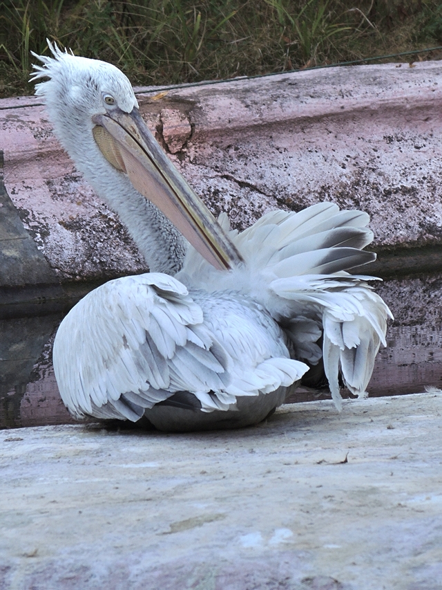 Antwerpen: de zoo: pelikanen