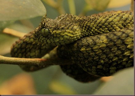 Amazing Animals Pictures The Bush Viper (4)