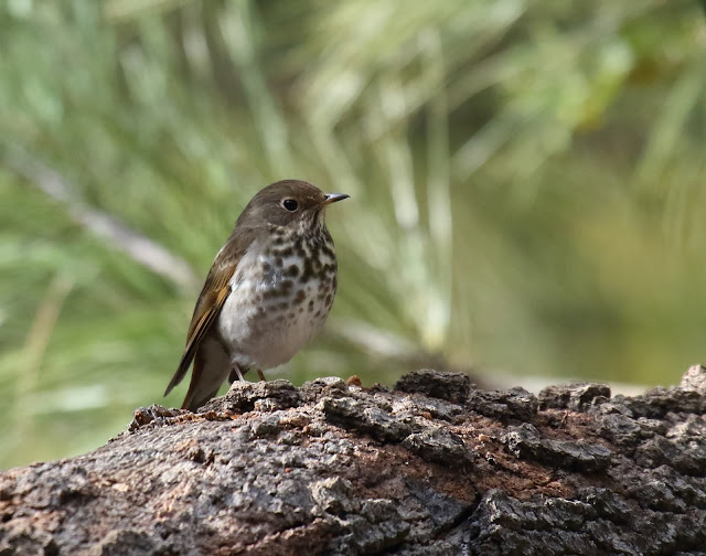 Hermit Thrush