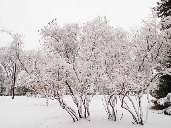 snowday