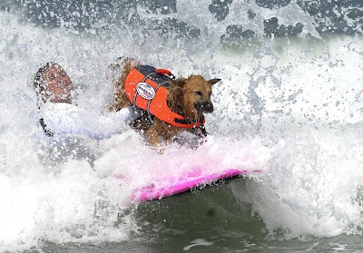 10 pictures of surfing dogs from the 2012 Incredible Surfing Dog Challenge, surfing dogs, funny dogs, surfing dog pictures