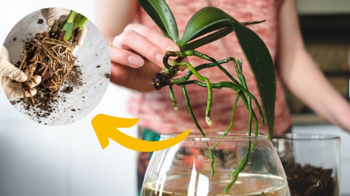 ¿Cómo hacer que las raíces de las plantas crezcan más rápido?