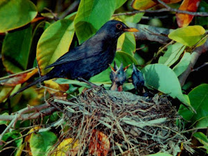 Mirlo común: Cómo criar y alimentar a este ave excepcional
