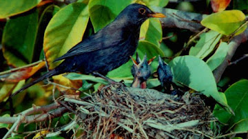 Mirlo común: Cómo criar y alimentar a este ave excepcional