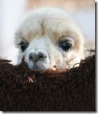 Alpaca 3