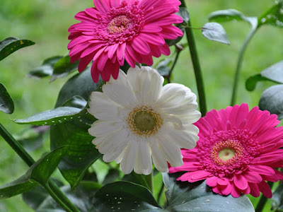 fotografias de margaritas rosadas