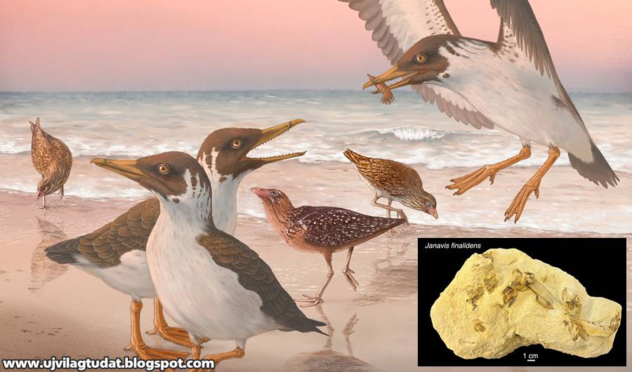 A legújabb kövületek felborítják a modern madarak eredetére vonatkozó több...