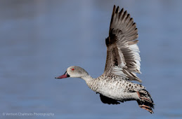 Cape Teal Duck Woodbridge Island Image Copyright Vernon Chalmers Photography