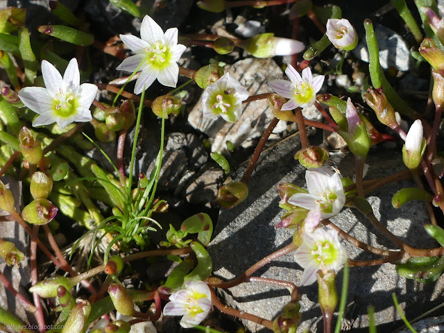 12: small white flowers