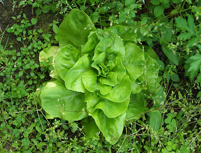 Perfect Green Leaf Lettuce Plant Amongst the Weeds