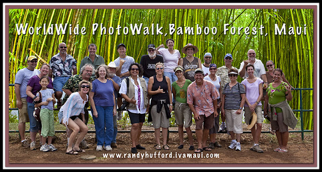 Bamboo Forest Maui4