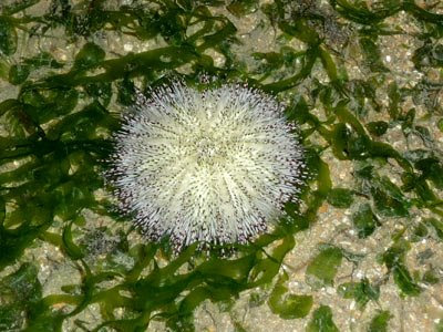 White salmacis sea urchin, Salmacis sp.