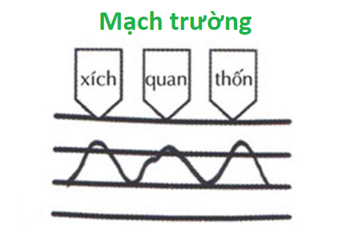Mạch trường