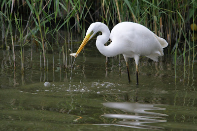 Grote Zilverreiger - Grutte Wite Reager - Ardea alba