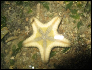 IMG_7991 Oral Orange-tipped Sea Star (Gymnanthenea laevis)