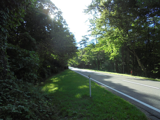 大山並木松の米子大山線