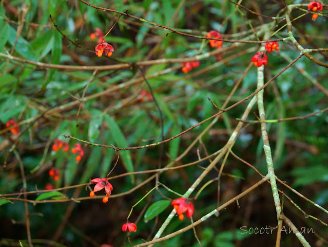 Euonymus oxyphyllus