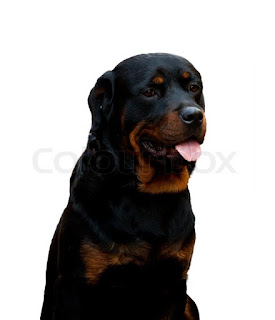 Rottweiler name origin