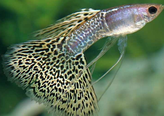 gambar Ikan Guppy Veil tail