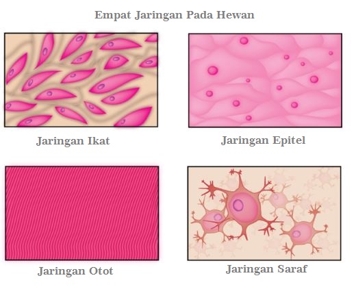 Rangkuman Jaringan  pada Hewan  Dunia Biologi