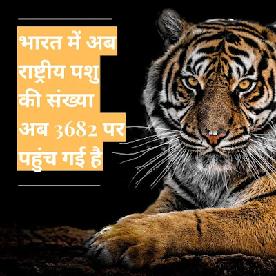 चार साल में 24% बढ़ गई बाघों की आबादी | MP में बाघों की संख्या सबसे अधिक