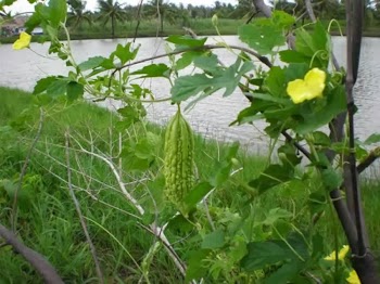 Cây khổ qua (mướp đắng) - đặc tính sinh học và kỹ thuật canh tác - Th.S Trần Thị Ba