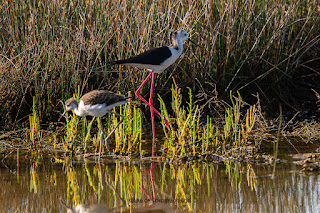 Wildlifefotografie Neretva Delta Stelzenläufer Olaf Kerber