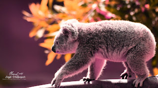 Koala cute Wallpaper HD quality status instagram facebook free download