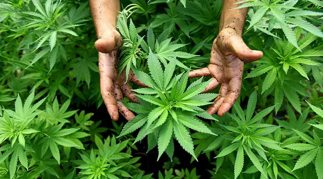 SCJN da luz verde para que empresa comercialice la cannabis con fines industriales