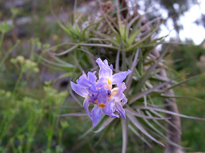 Tillandsia bergeri air plant care and culture