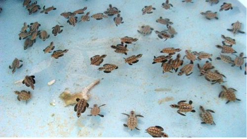 Reptil, Ciri ciri reptil dan Contoh hewan reptil