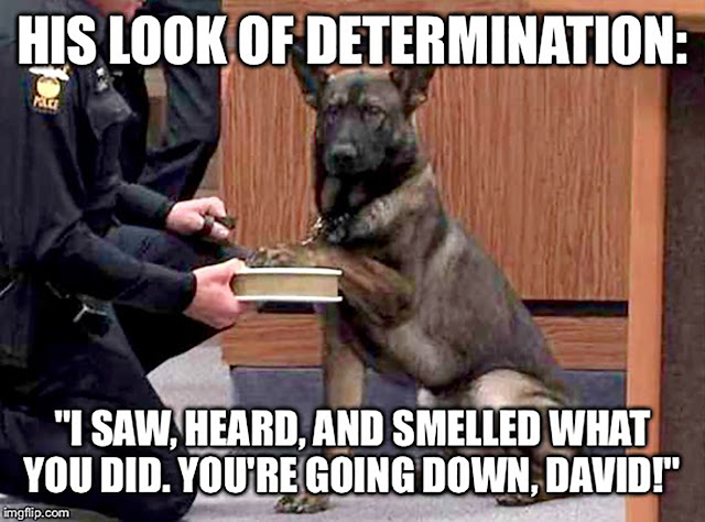 This meme image shows a German Shepherd with its paw on a Bible held by a police officer, in what looks like a courtroom. It says, “ his look of determination: ‘I saw, heard, and smelled what you did. You’re going down, David!’”