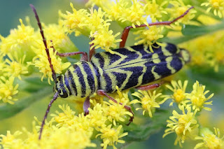 Locust Borer