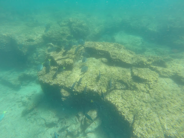 Snorkel en Isla Santiago, Islas Galápagos